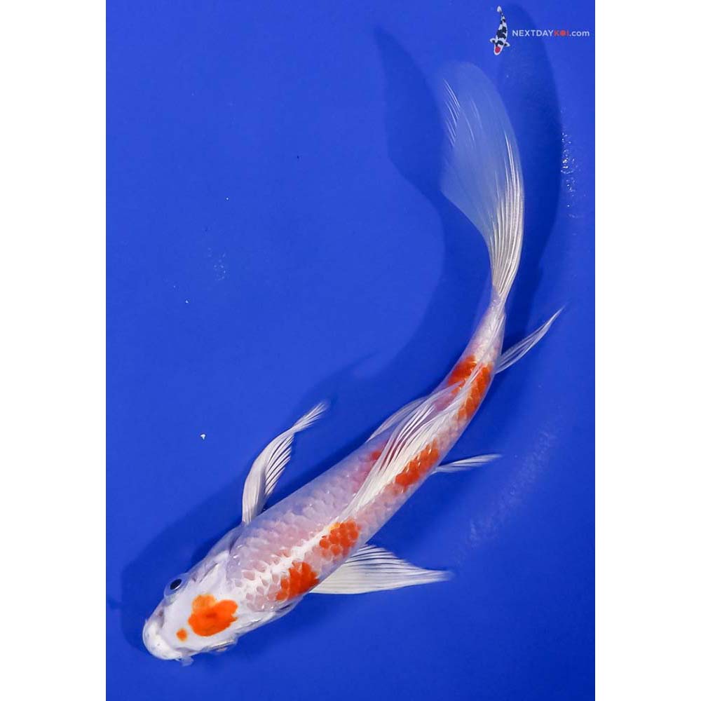 7.5” Imported Hariwake Butterfly Koi