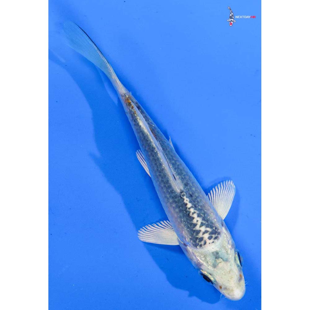 4” Imported Kujaku