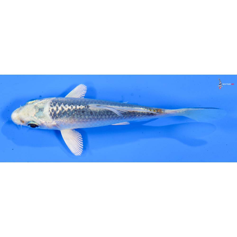 4” Imported Kujaku