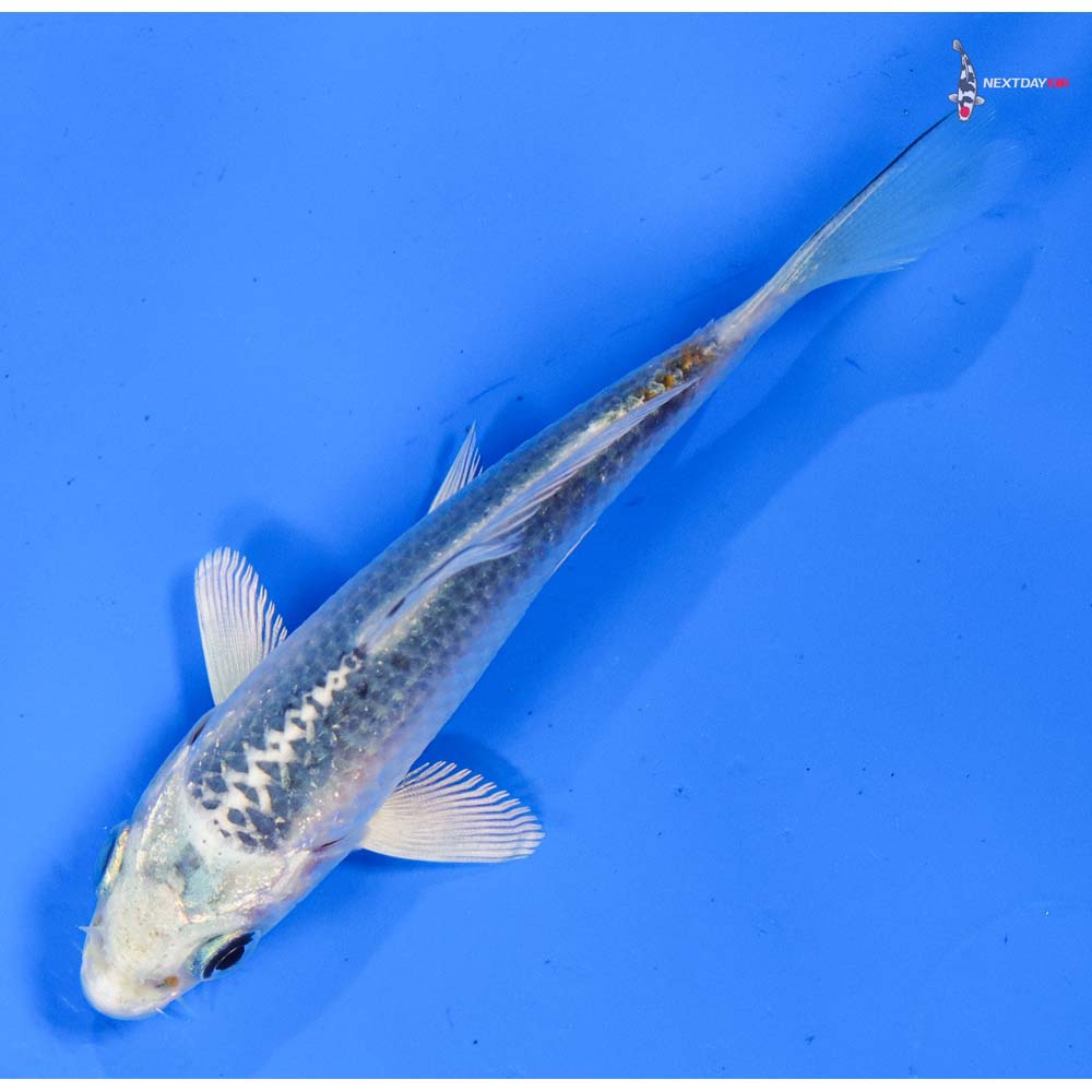 4” Imported Kujaku