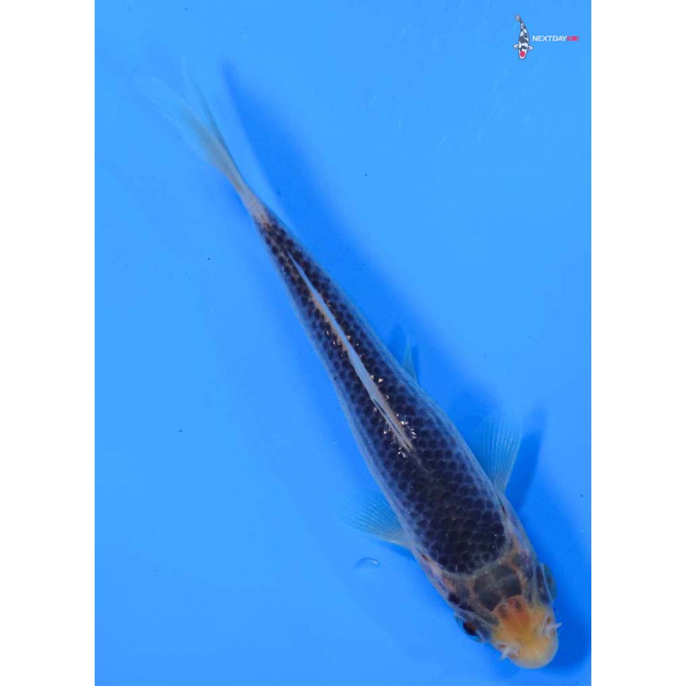 4” Imported Asagi