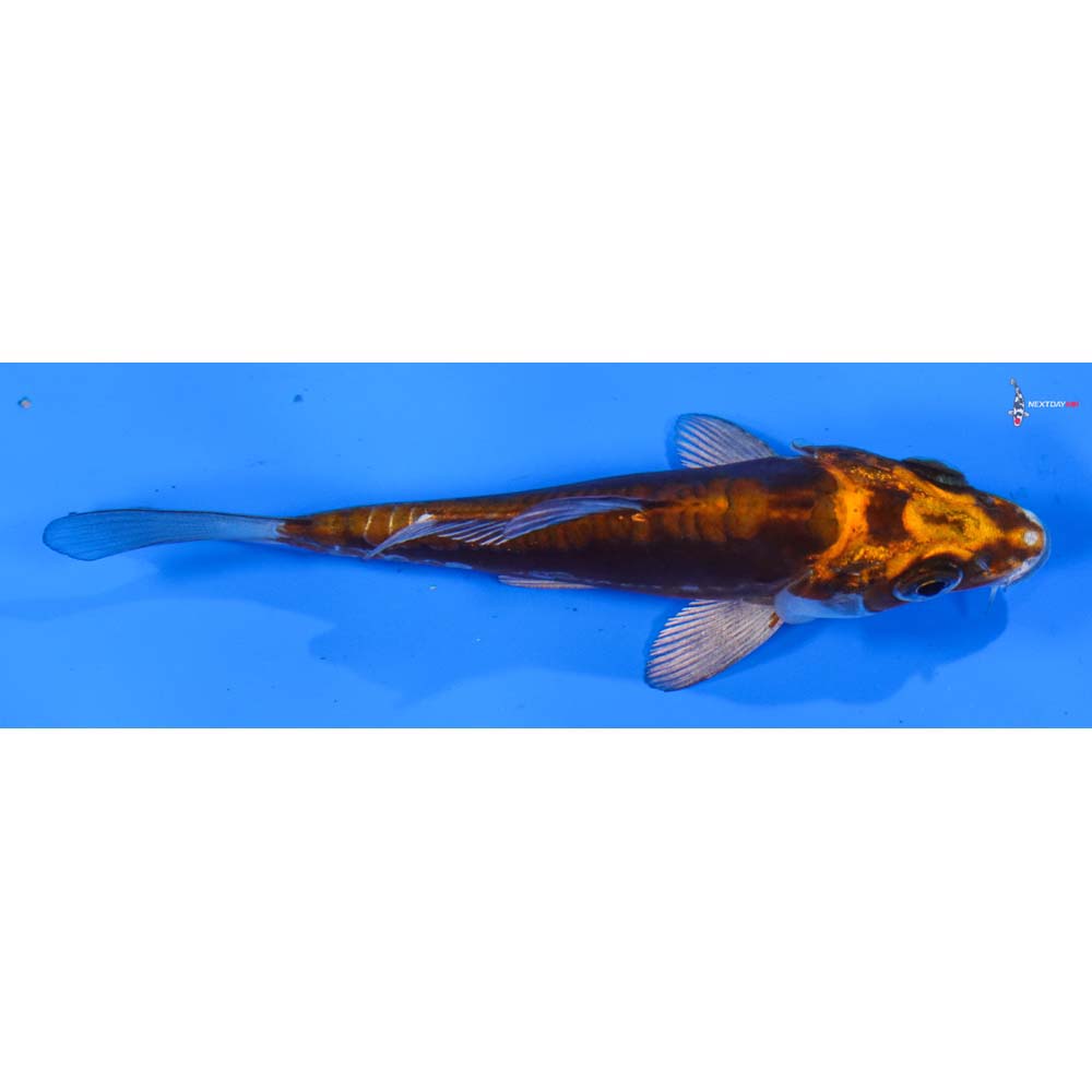 4” Imported Kin Kikokuryu