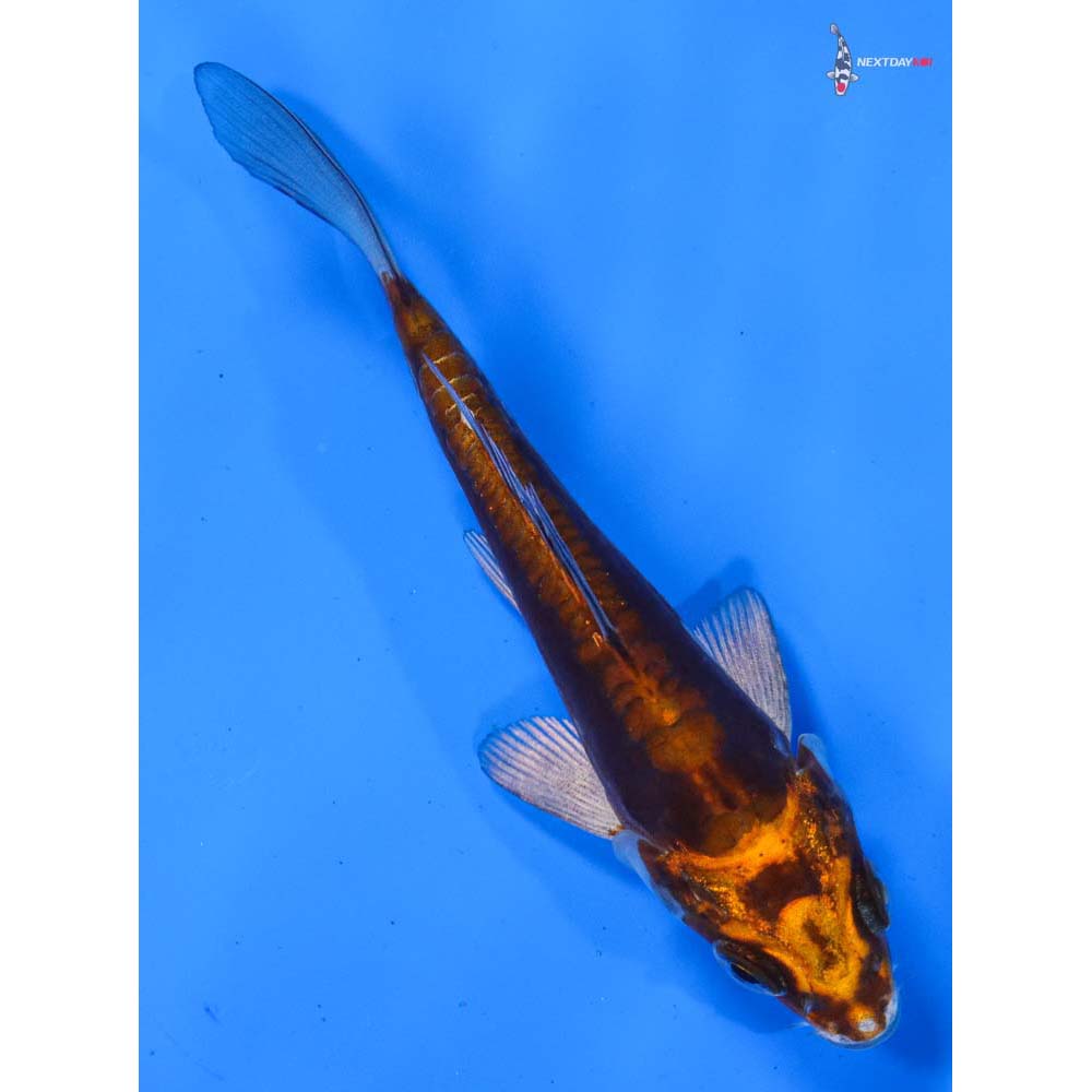 4” Imported Kin Kikokuryu