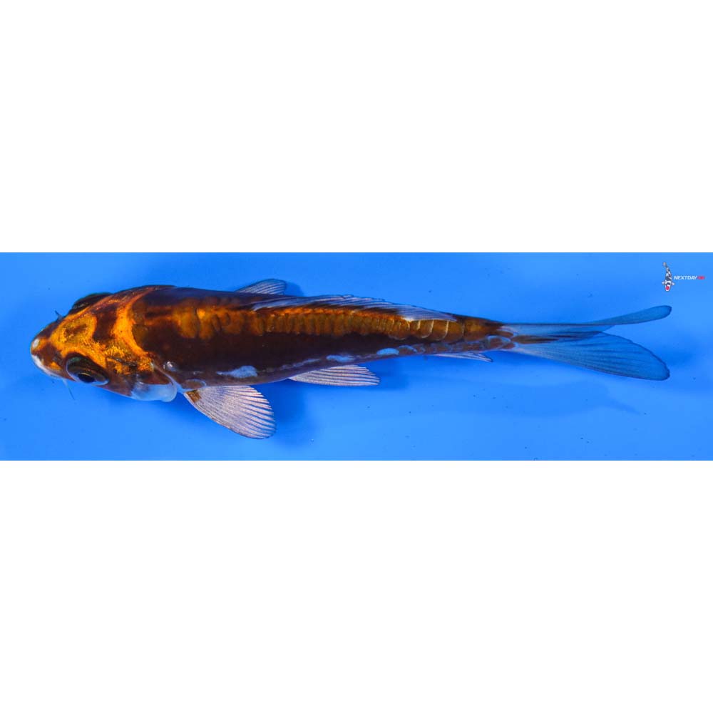 4” Imported Kin Kikokuryu