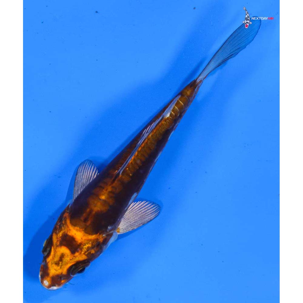 4” Imported Kin Kikokuryu