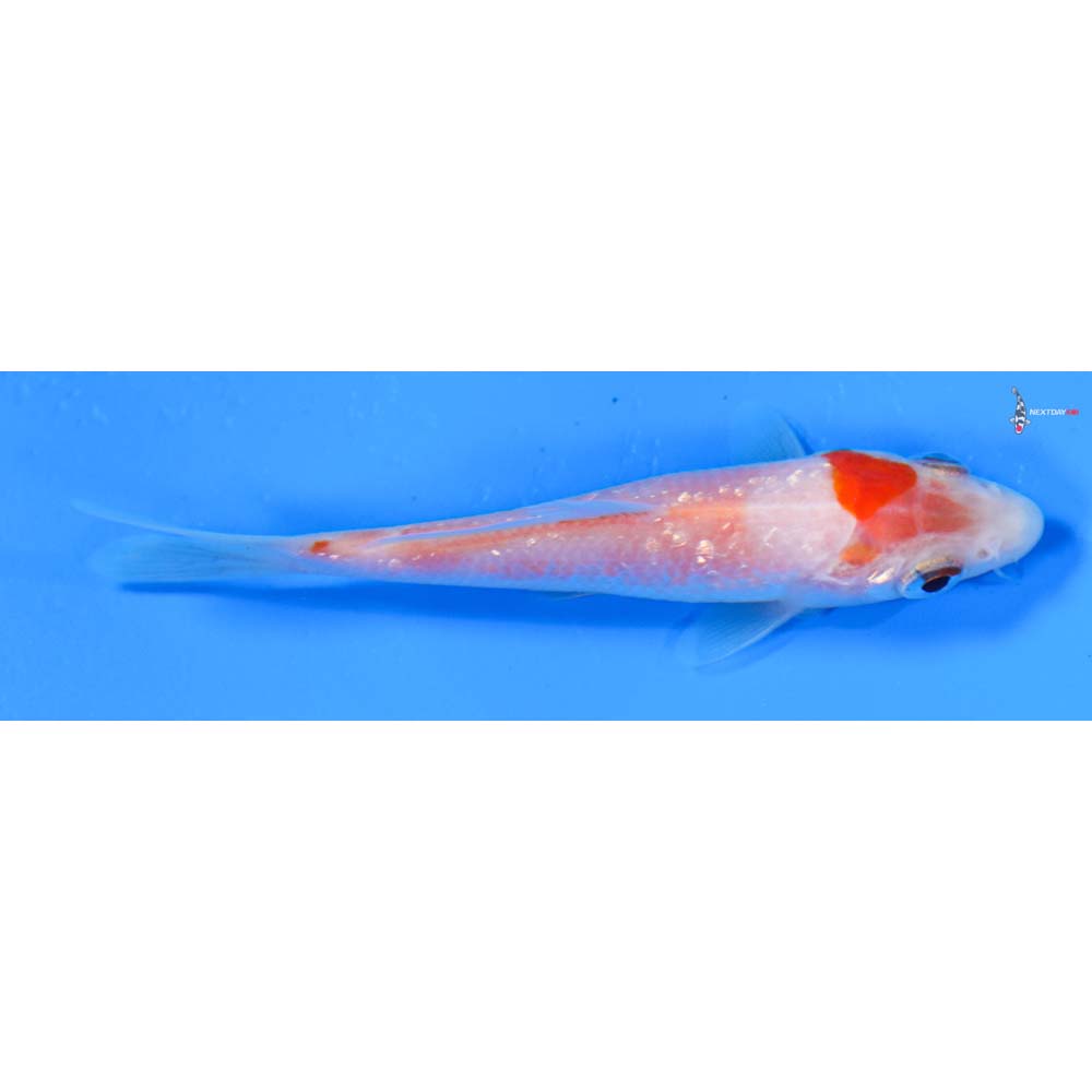4” Imported Gin Rin Kohaku
