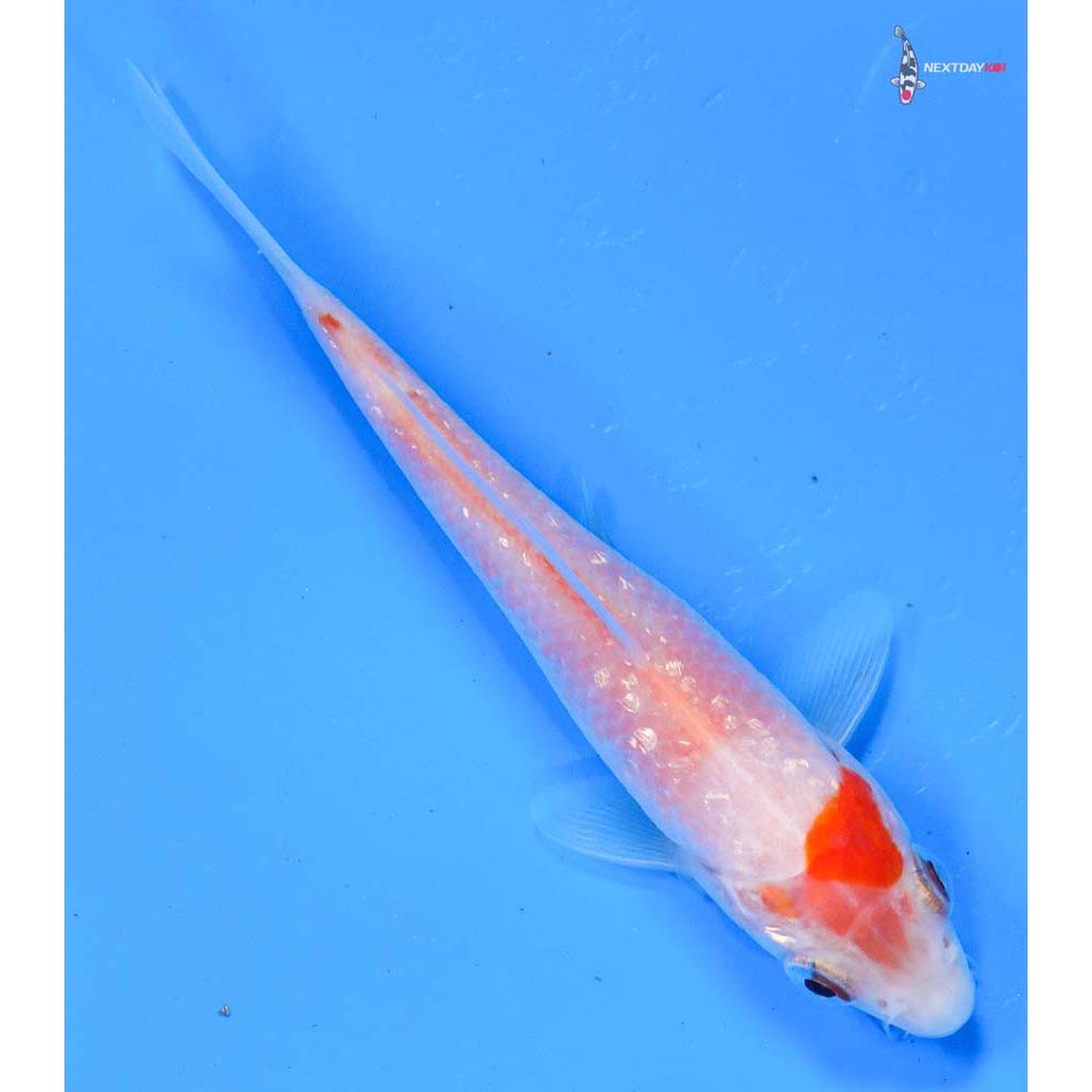 4” Imported Gin Rin Kohaku
