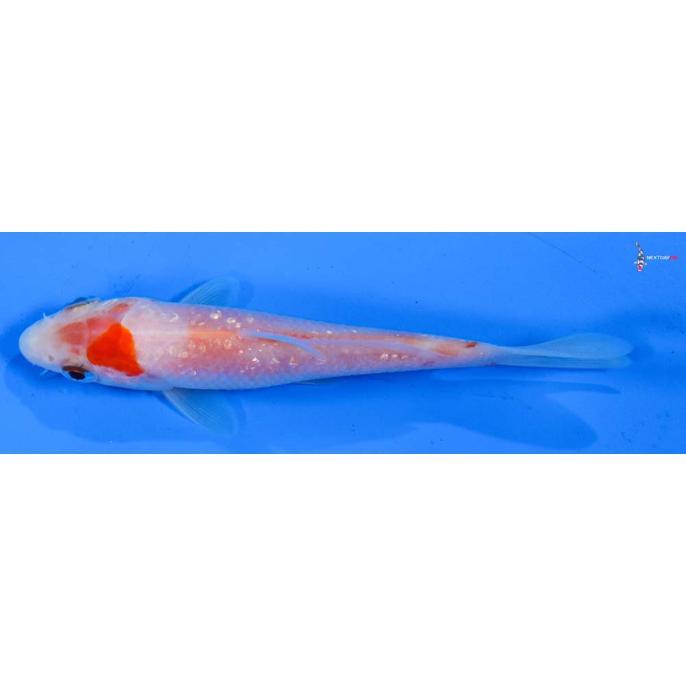 4” Imported Gin Rin Kohaku