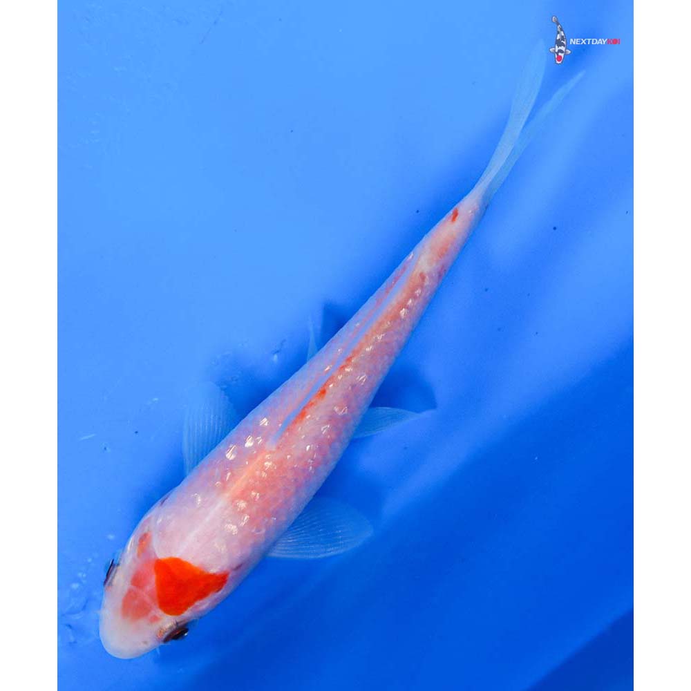 4” Imported Gin Rin Kohaku