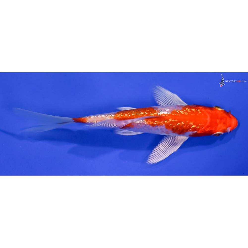 4.5” Imported Gin Rin Hariwake Butterfly Koi