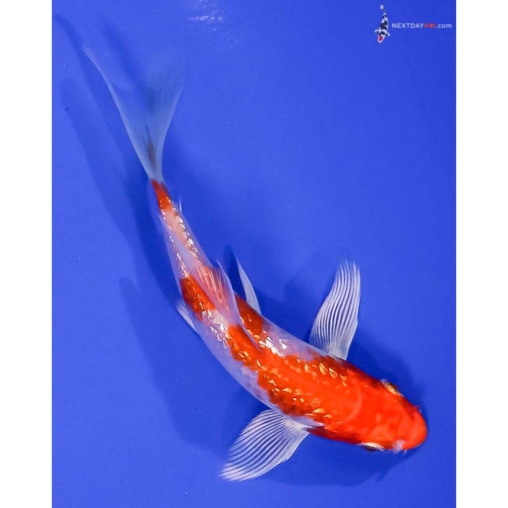 4.5” Imported Gin Rin Hariwake Butterfly Koi