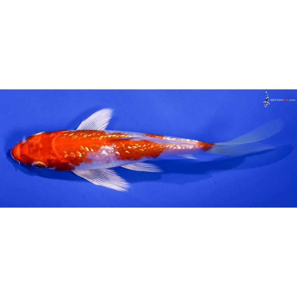 4.5” Imported Gin Rin Hariwake Butterfly Koi