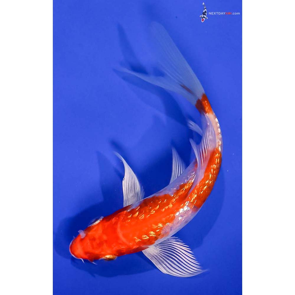 4.5” Imported Gin Rin Hariwake Butterfly Koi