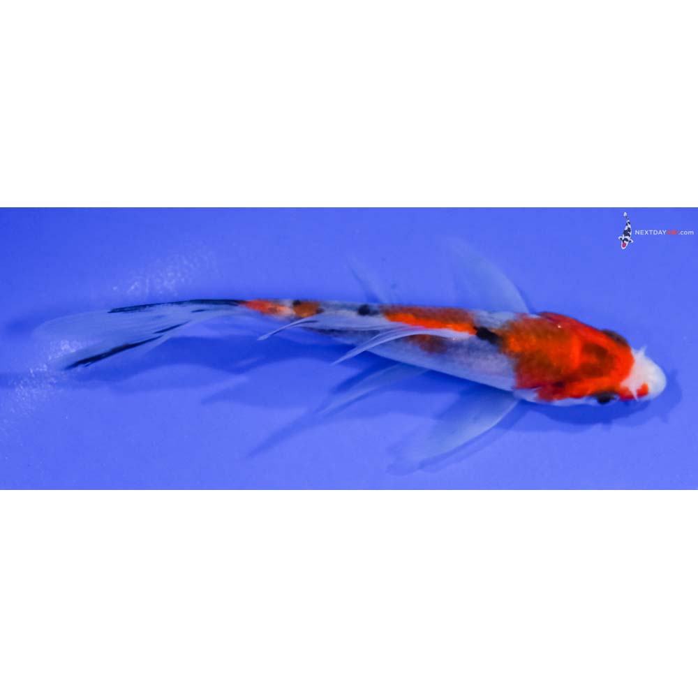 4.5” Imported Sanke Butterfly Koi
