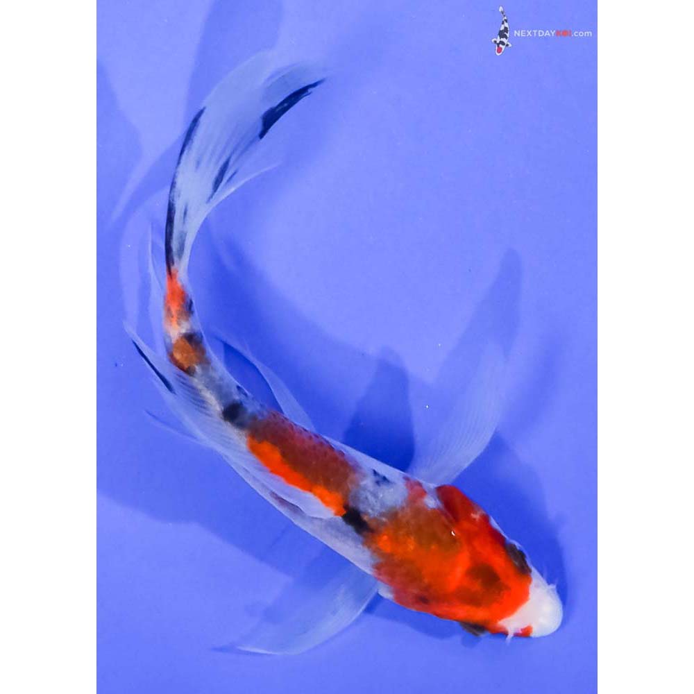 4.5” Imported Sanke Butterfly Koi