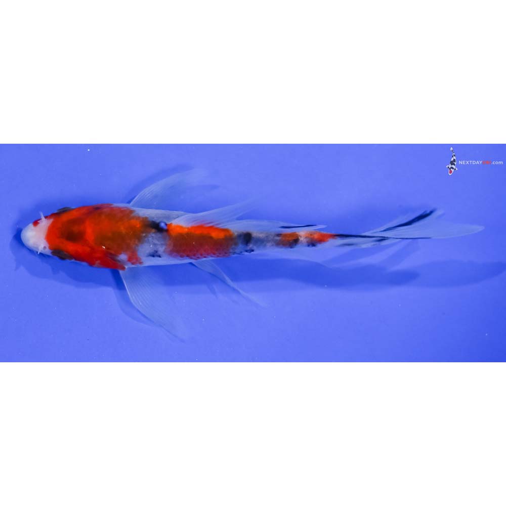 4.5” Imported Sanke Butterfly Koi