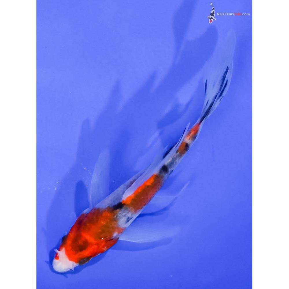4.5” Imported Sanke Butterfly Koi