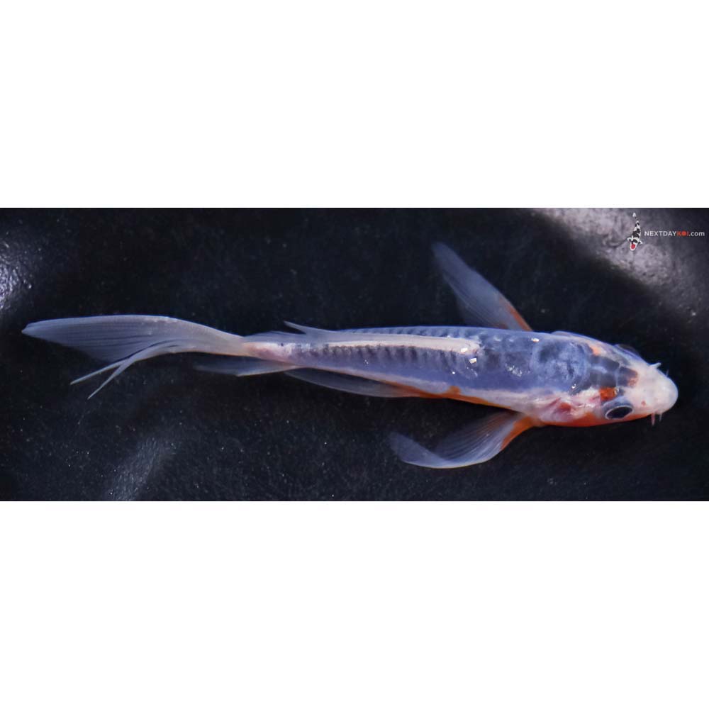4.5” Imported Shusui Butterfly Koi