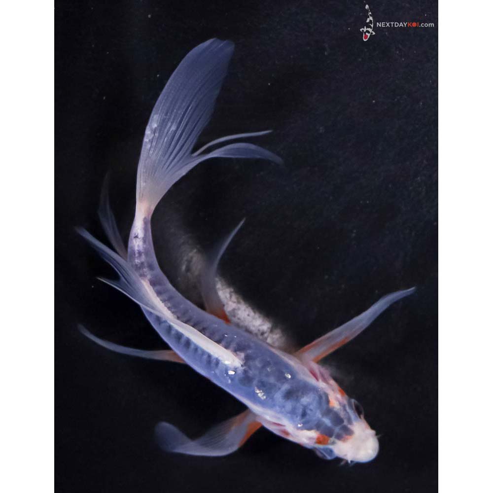4.5” Imported Shusui Butterfly Koi