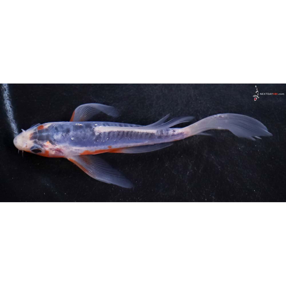 4.5” Imported Shusui Butterfly Koi