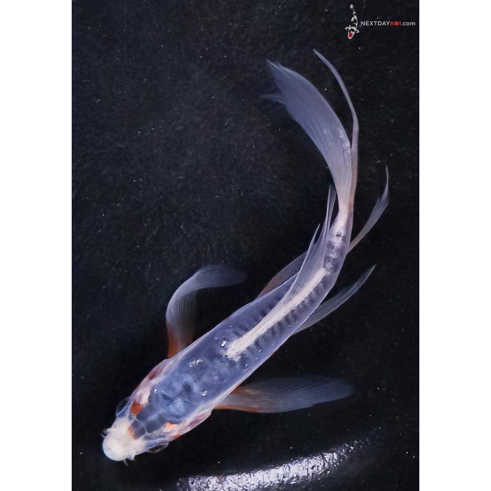 4.5” Imported Shusui Butterfly Koi