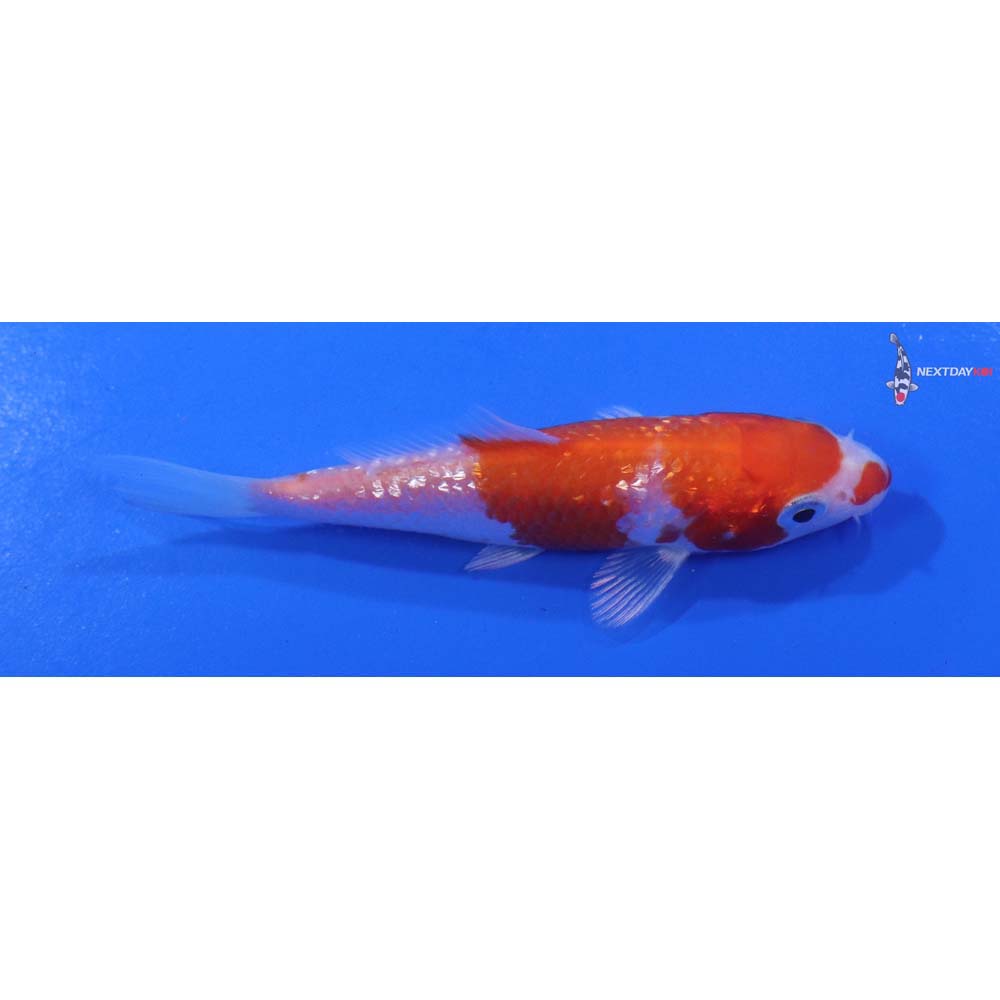 3.5” Imported Gin Rin Hariwake