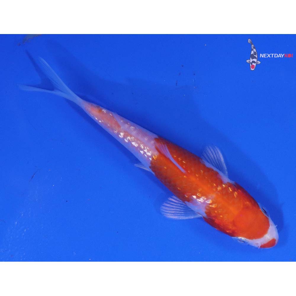 3.5” Imported Gin Rin Hariwake
