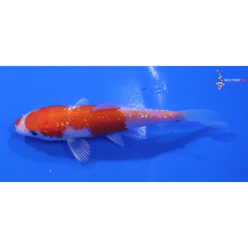 3.5” Imported Gin Rin Hariwake