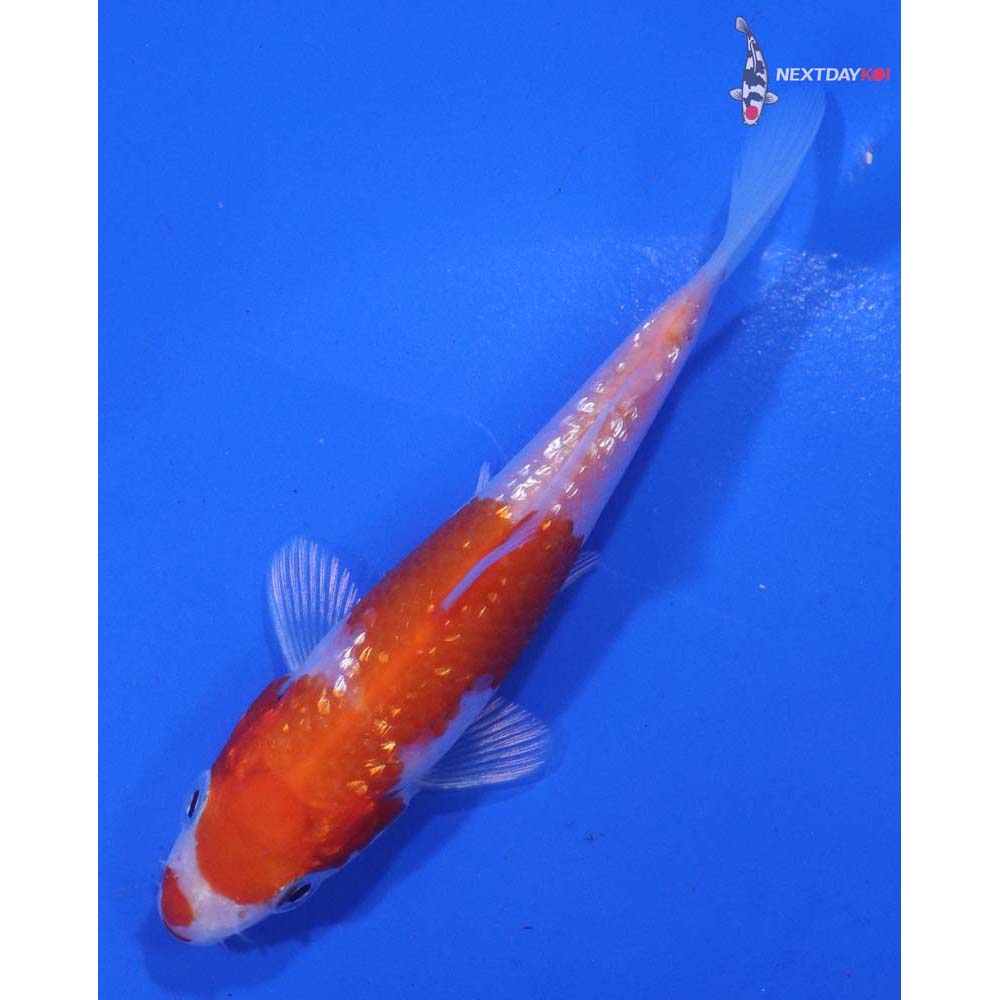 3.5” Imported Gin Rin Hariwake