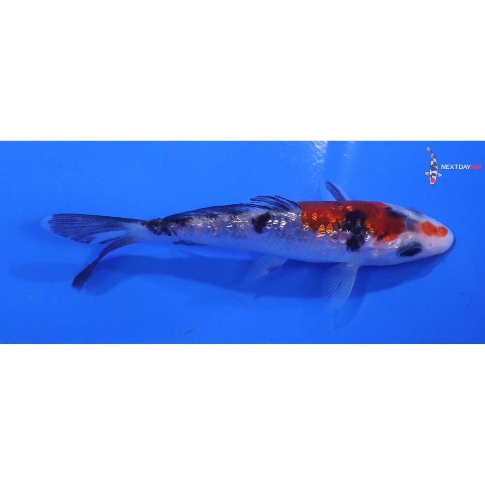 4” Imported Gin Rin Sanke