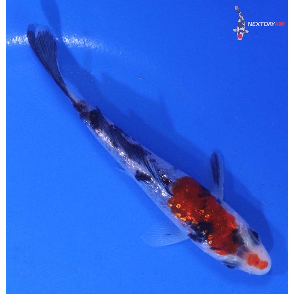 4” Imported Gin Rin Sanke
