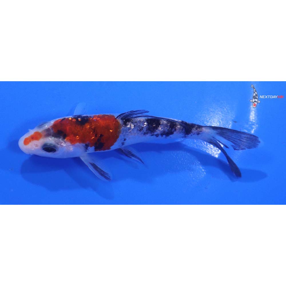 4” Imported Gin Rin Sanke