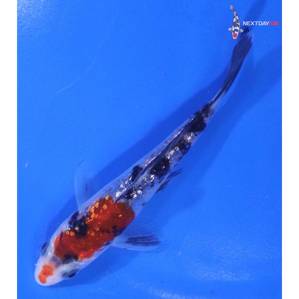 4” Imported Gin Rin Sanke