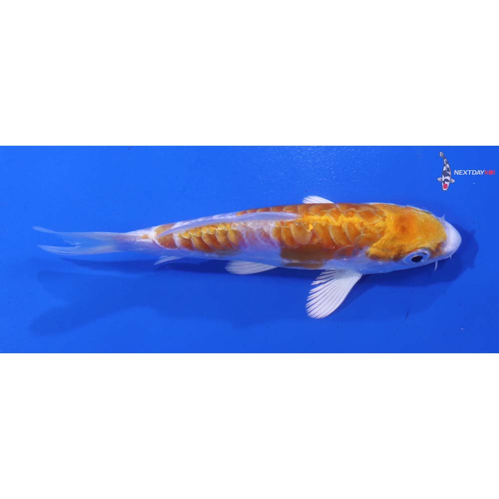 4” Imported Kikusui