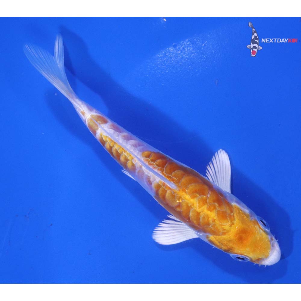 4” Imported Kikusui