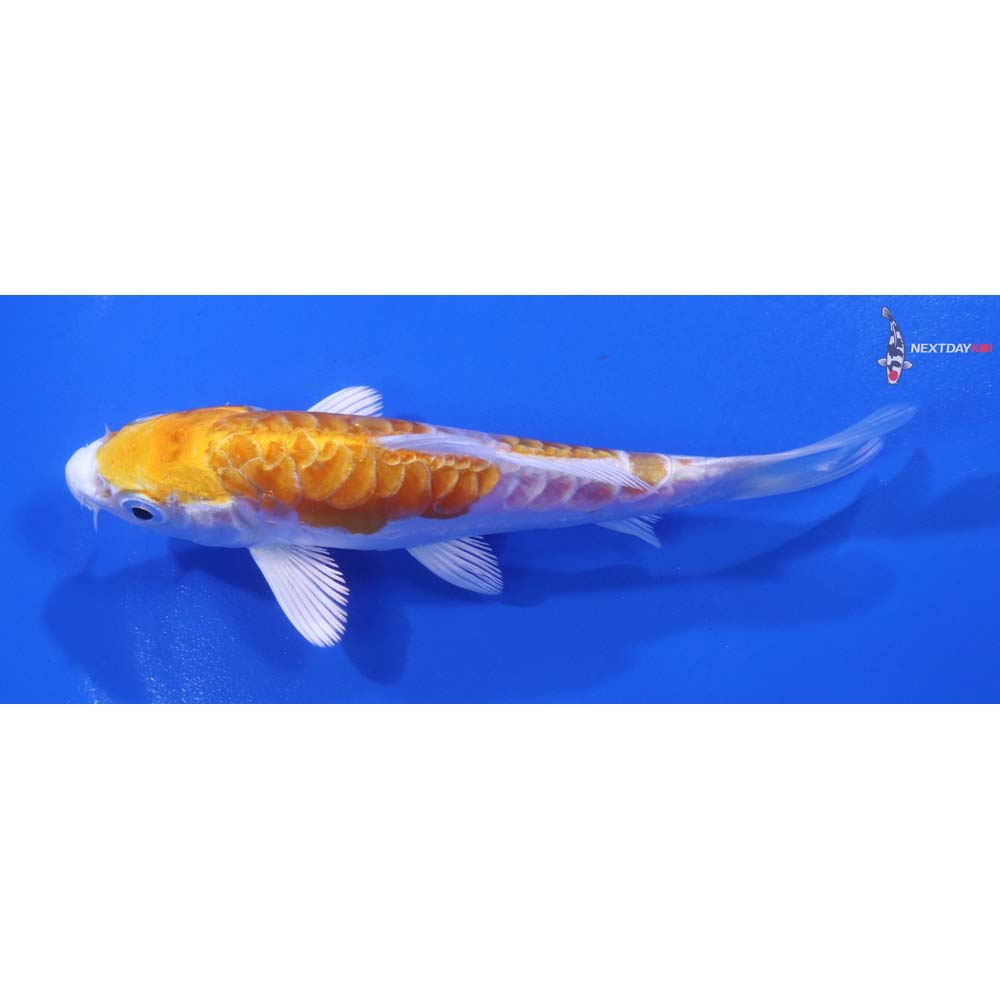 4” Imported Kikusui