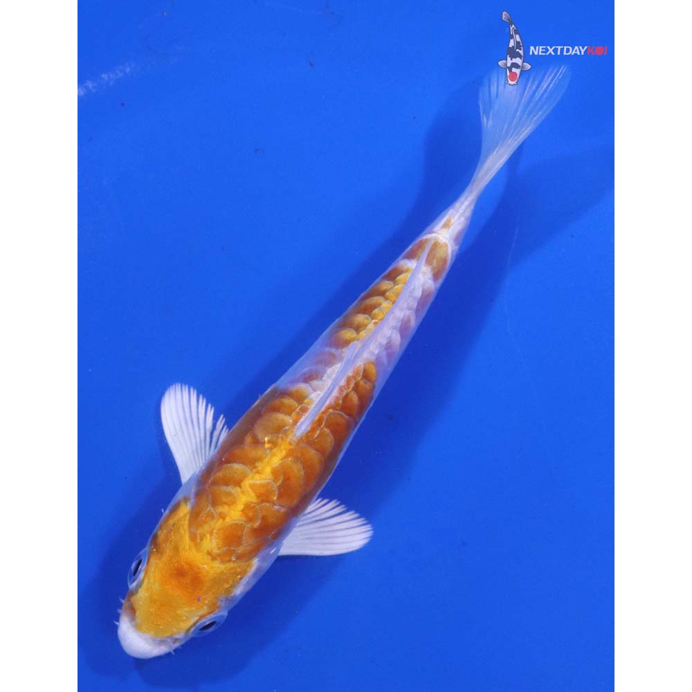 4” Imported Kikusui