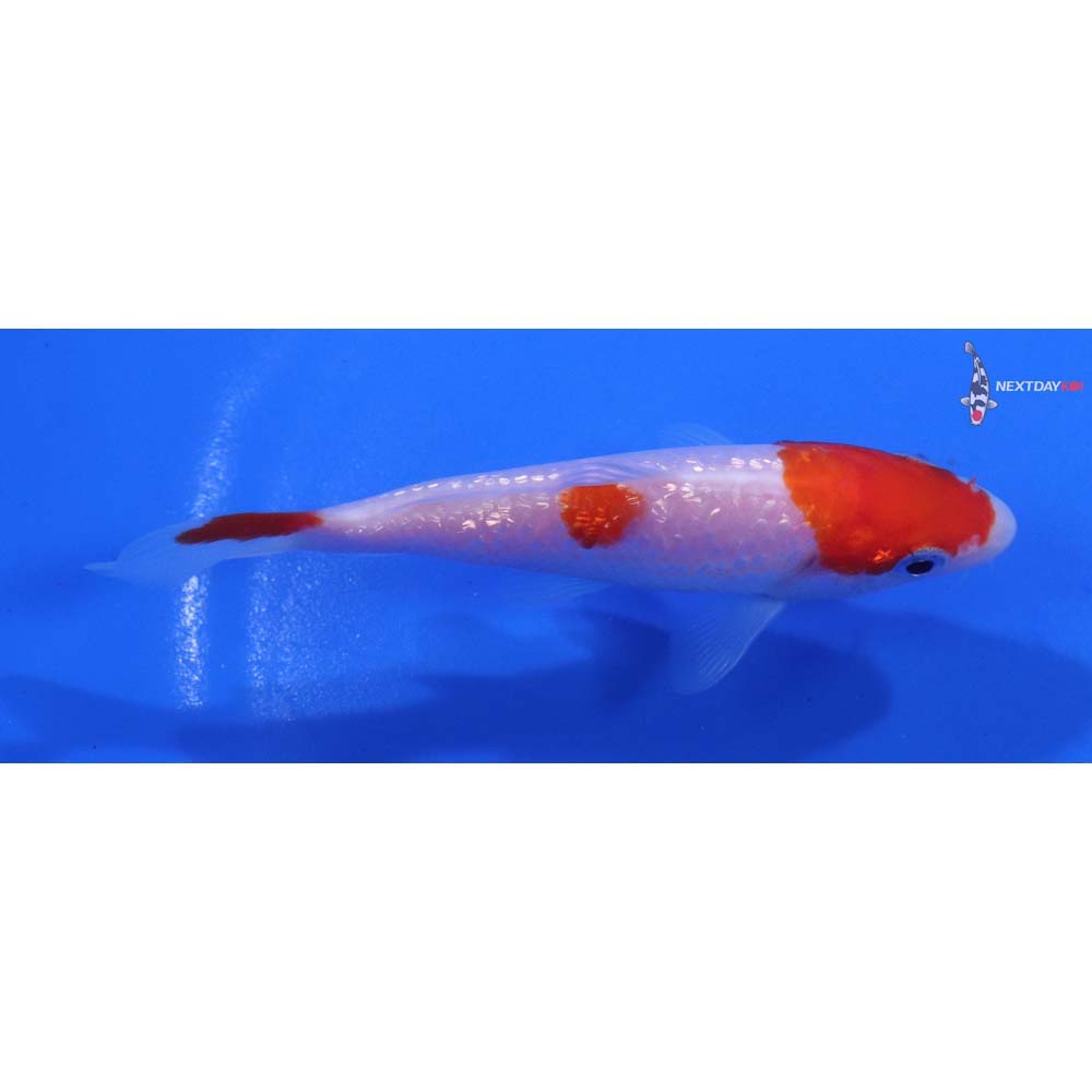 3.5” Imported Gin Rin Kohaku