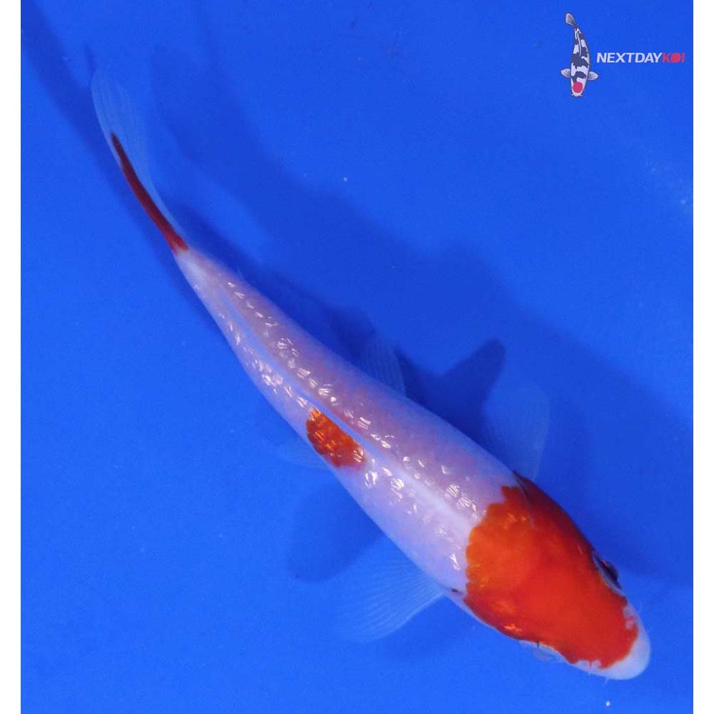 3.5” Imported Gin Rin Kohaku