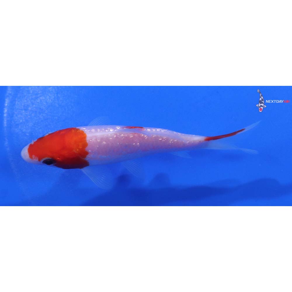 3.5” Imported Gin Rin Kohaku