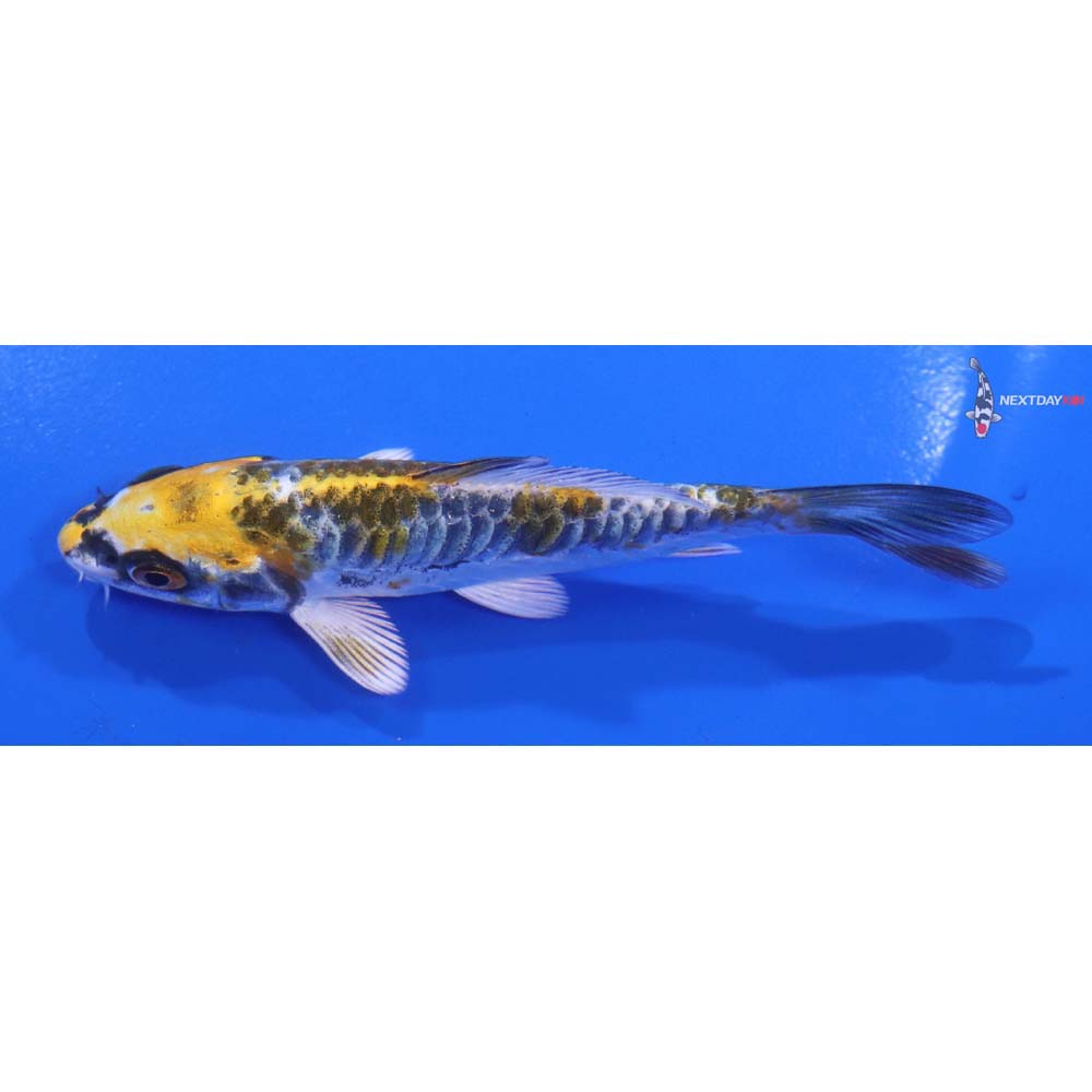 4” Imported Armor Scaled Kujaku