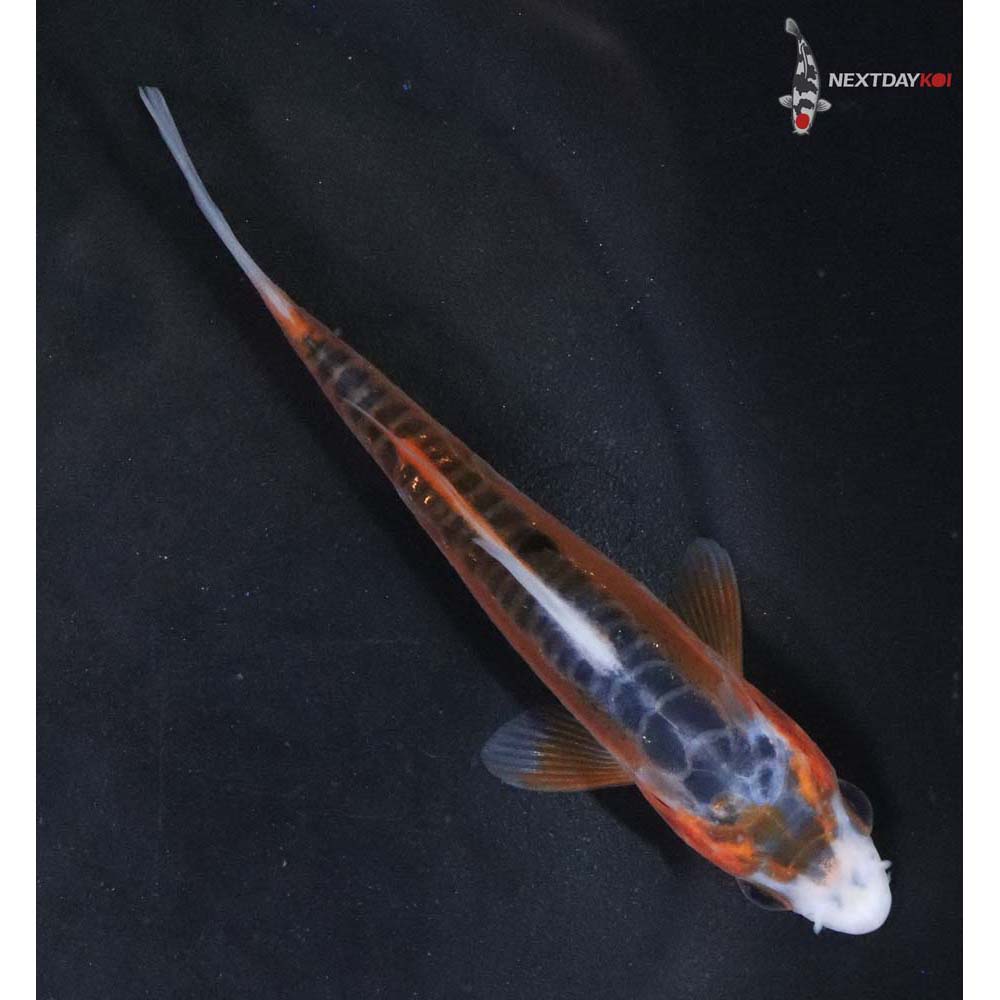 4” Imported Shusui