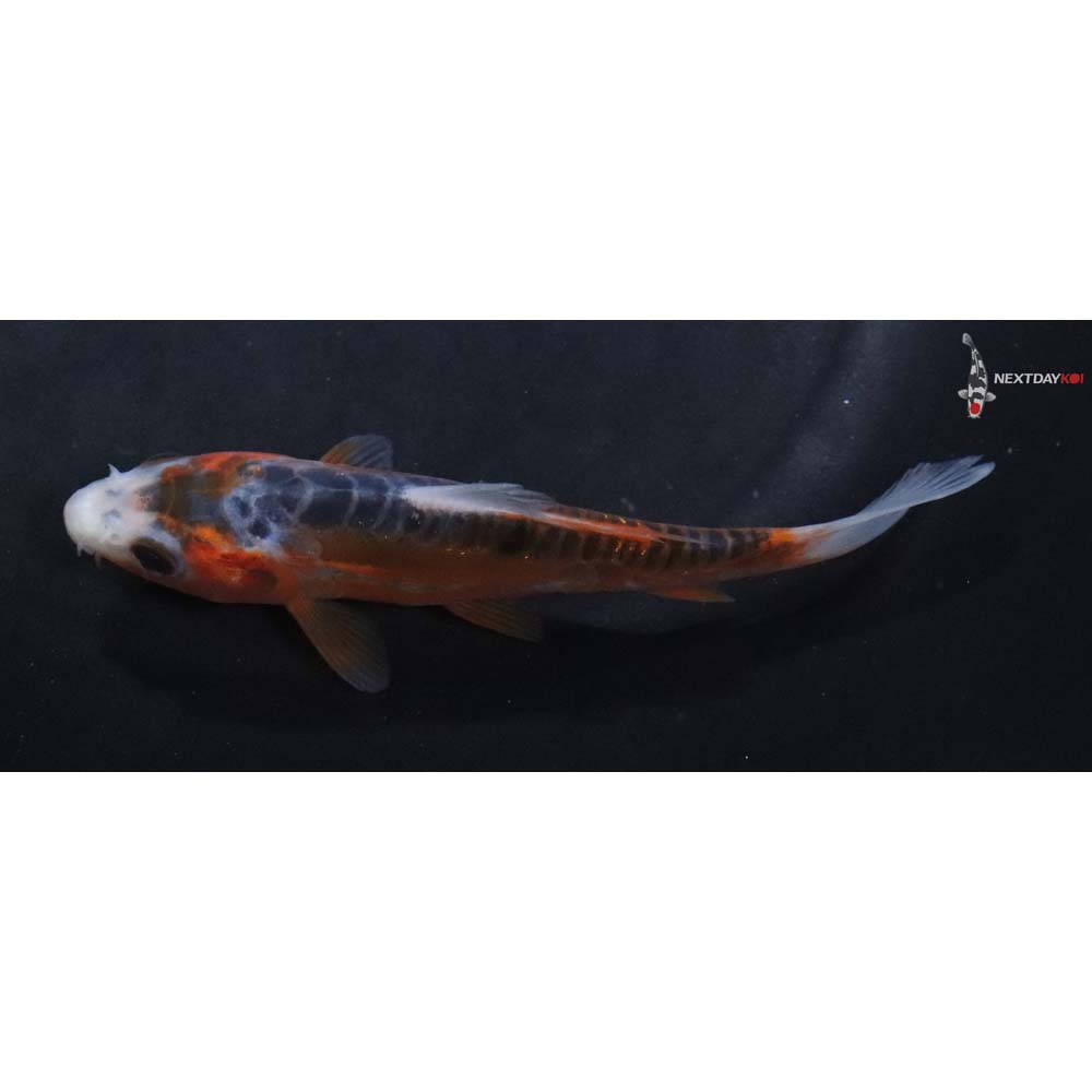 4” Imported Shusui