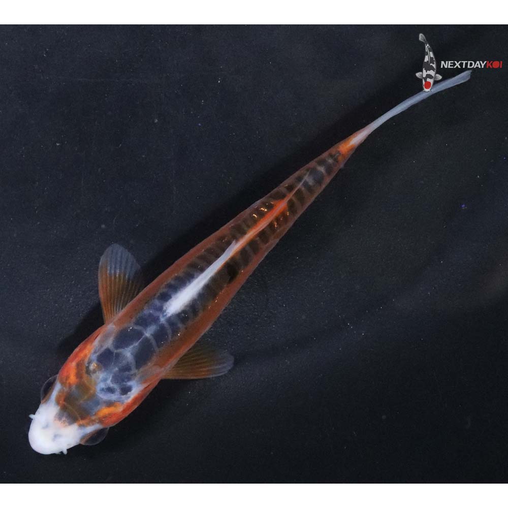 4” Imported Shusui