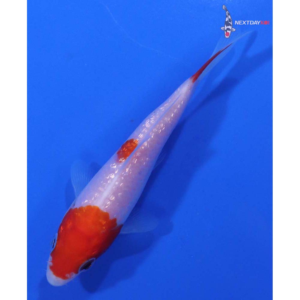 3.5” Imported Gin Rin Kohaku
