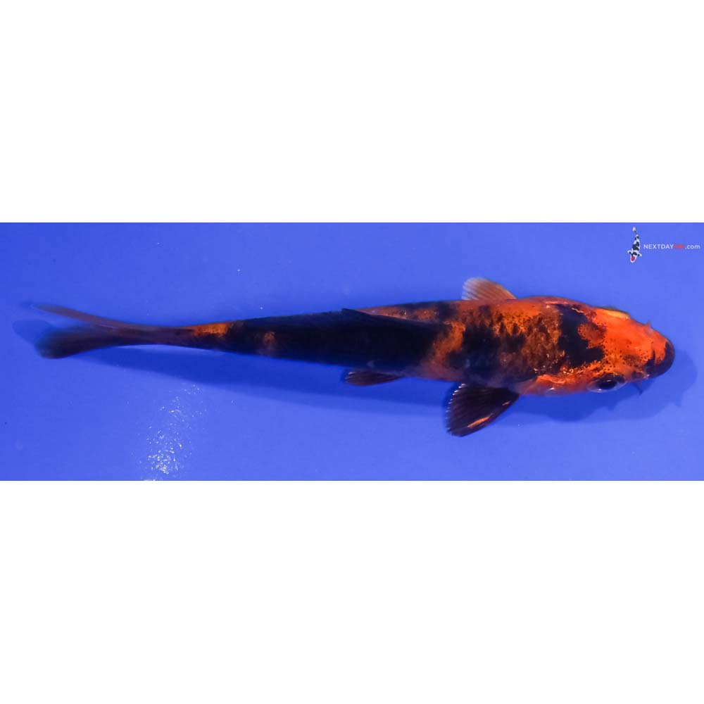 4” Imported Kin Hi Utsuri