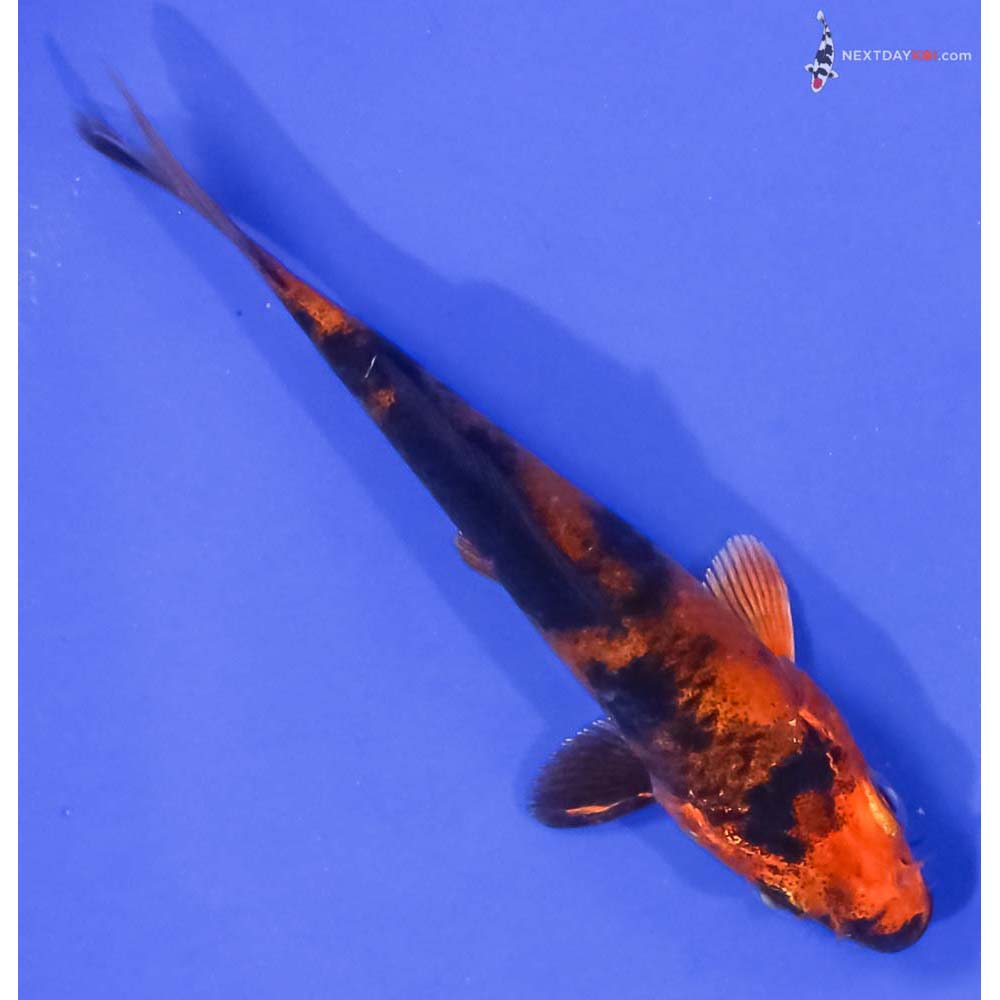 4” Imported Kin Hi Utsuri