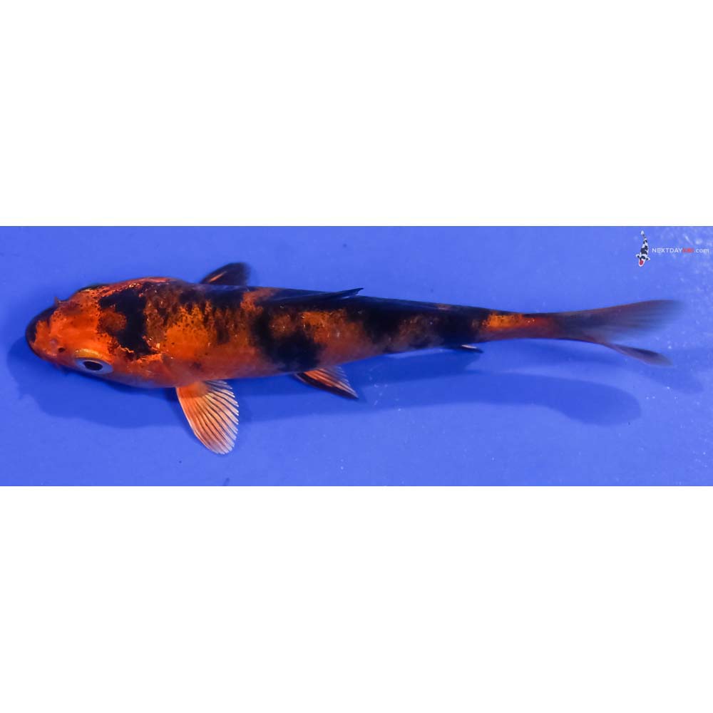 4” Imported Kin Hi Utsuri