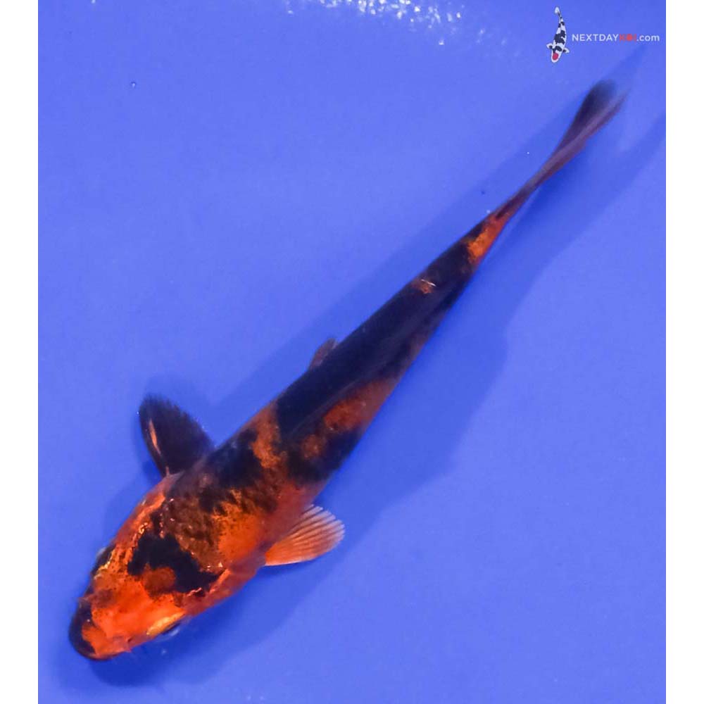 4” Imported Kin Hi Utsuri