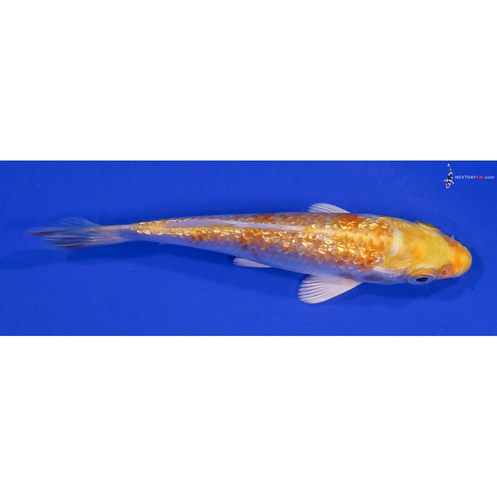 4” Imported Gin Rin Lemon Hariwake